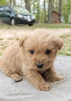 Toby, a male Scottish Terrier and Poodle - Miniature  for sale in Salem, MO – Photo 3 of 4