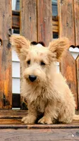 Ozzy, a male Scottish Terrier and Poodle - Miniature  for sale in Salem, MO – 1 of 3