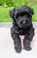 Dixie, a female Scottish Terrier and Poodle - Miniature  for sale in Salem, MO – 3 of 6