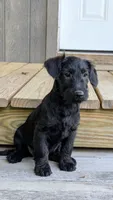 Chief, a male Scottish Terrier and Poodle - Miniature  for sale in Salem, MO – 3 of 4