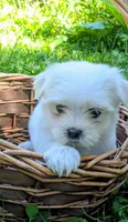 Dash, a male Maltese for sale in Salem, MO – 8 of 10