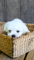 Dax, a male Maltese for sale in Salem, MO – 6 of 7