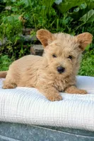 Ozzy, a male Scottish Terrier and Poodle - Miniature  for sale in Salem, MO – 3 of 6