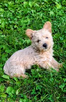 Ozzy, a male Scottish Terrier and Poodle - Miniature  for sale in Salem, MO – 6 of 6