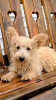 Ozzy, a male Scottish Terrier and Poodle - Miniature  for sale in Salem, MO – 3 of 3