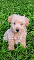 Oliver, a male Scottish Terrier and Poodle - Miniature  for sale in Salem, MO – 5 of 6