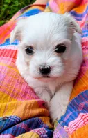 Demi, a female Maltese for sale in Salem, MO – 2 of 6