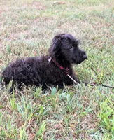 Dixie, a female Scottish Terrier and Poodle - Miniature  for sale in Salem, MO – 3 of 6