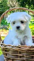 Dash, a male Maltese for sale in Salem, MO – 3 of 10