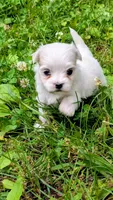 Dax, a male Maltese for sale in Salem, MO – 2 of 7