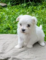 Dash, a male Maltese for sale in Salem, MO – 7 of 8