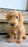 Tank, a male Scottish Terrier and Poodle - Miniature  for sale in Salem, MO – 5 of 6