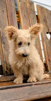 Ozzy, a male Scottish Terrier and Poodle - Miniature  for sale in Salem, MO – 2 of 3