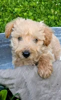 Oliver, a male Scottish Terrier and Poodle - Miniature  for sale in Salem, MO – 2 of 6