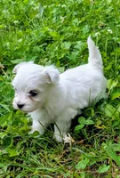 Dash, a male Maltese for sale in Salem, MO – 6 of 8