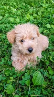 Sofie, a female Scottish Terrier and Poodle - Miniature  for sale in Salem, MO – 5 of 7