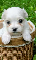 Dax, a male Maltese for sale in Salem, MO – 5 of 7
