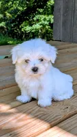 Dax, a male Maltese for sale in Salem, MO – 5 of 7