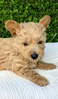 Ozzy, a male Scottish Terrier and Poodle - Miniature  for sale in Salem, MO – 4 of 6
