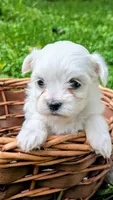 Dash, a male Maltese for sale in Salem, MO – 5 of 8