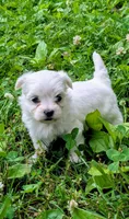 Dash, a male Maltese for sale in Salem, MO – 8 of 8