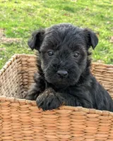 Birdie, a female Scottish Terrier and Poodle - Miniature  for sale in Salem, MO – Photo 1 of 4