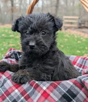 Birdie, a female Scottish Terrier and Poodle - Miniature  for sale in Salem, MO – 2 of 3