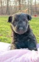 Birdie, a female Scottish Terrier and Poodle - Miniature  for sale in Salem, MO – Photo 2 of 4