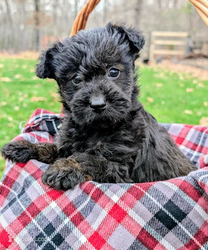 Birdie – Scottish Terrier, Poodle - Miniature  puppy for sale in Salem, MO