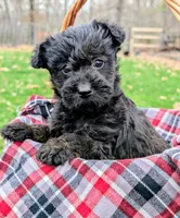 Birdie, a female Scottish Terrier and Poodle - Miniature  for sale in Salem, MO – 1 of 3