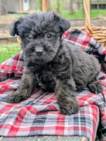 Birdie, a female Scottish Terrier and Poodle - Miniature  for sale in Salem, MO – 3 of 3