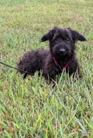 Dixie, a female Scottish Terrier and Poodle - Miniature  for sale in Salem, MO – 2 of 6