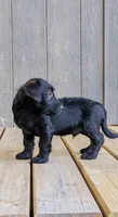 Chief, a male Scottish Terrier and Poodle - Miniature  for sale in Salem, MO – 4 of 4