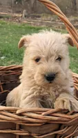 Gunner, a male Scottish Terrier and Poodle - Miniature  for sale in Salem, MO – Photo 1 of 5