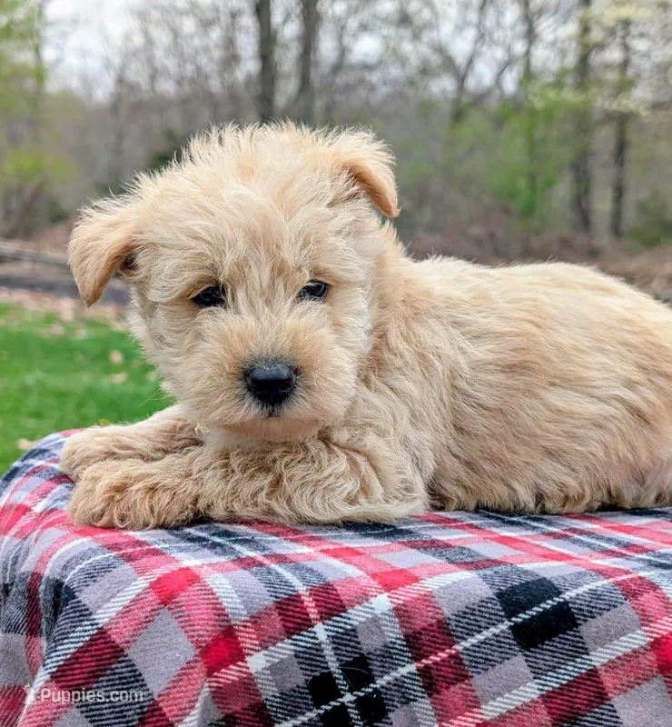 Gunner – Scottish Terrier, Poodle - Miniature  puppy for sale in Salem, MO