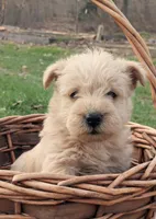 Gunner, a male Scottish Terrier and Poodle - Miniature  for sale in Salem, MO – Photo 4 of 5