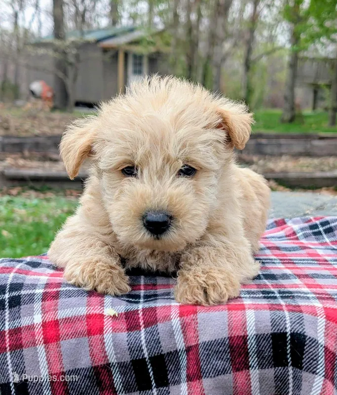 Gunner – Scottish Terrier, Poodle - Miniature  puppy for sale in Salem, MO