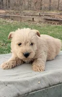 Gunner, a male Scottish Terrier and Poodle - Miniature  for sale in Salem, MO – Photo 3 of 5
