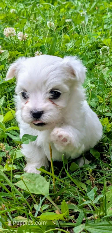 Dash – Maltese puppy for sale in Salem, MO