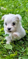 Dash, a male Maltese for sale in Salem, MO – 1 of 8