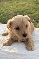 Hazel, a female Scottish Terrier and Poodle - Miniature  for sale in Salem, MO – Photo 3 of 4
