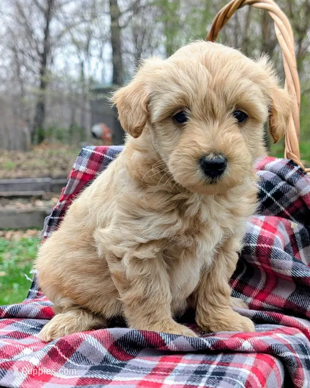Hazel – Scottish Terrier, Poodle - Miniature  puppy for sale in Salem, MO