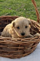 Hazel, a female Scottish Terrier and Poodle - Miniature  for sale in Salem, MO – Photo 1 of 4
