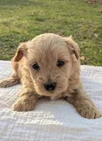 Hazel, a female Scottish Terrier and Poodle - Miniature  for sale in Salem, MO – Photo 4 of 4