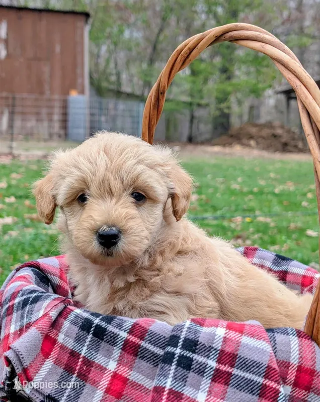 Hazel – Scottish Terrier, Poodle - Miniature  puppy for sale in Salem, MO