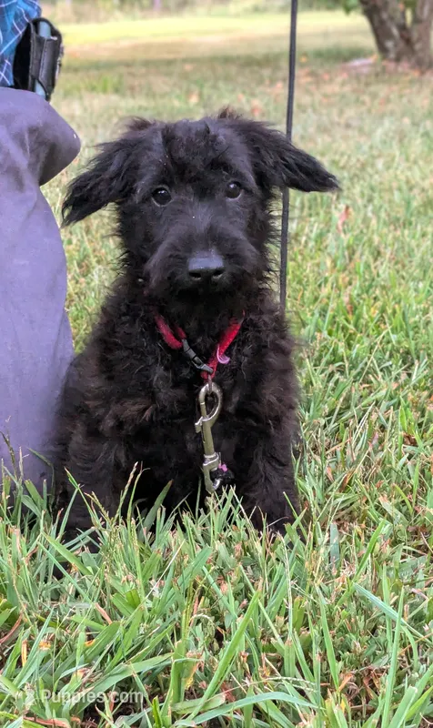 Dixie – Scottish Terrier, Poodle - Miniature  puppy for sale in Salem, MO