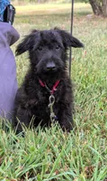 Dixie, a female Scottish Terrier and Poodle - Miniature  for sale in Salem, MO – 1 of 6
