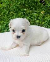 Dax, a male Maltese for sale in Salem, MO – 3 of 7