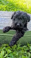 Rocco, a male Scottish Terrier and Poodle - Miniature  for sale in Salem, MO – 3 of 4
