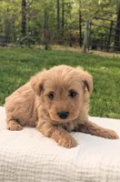Tank, a male Scottish Terrier and Poodle - Miniature  for sale in Salem, MO – Photo 3 of 4